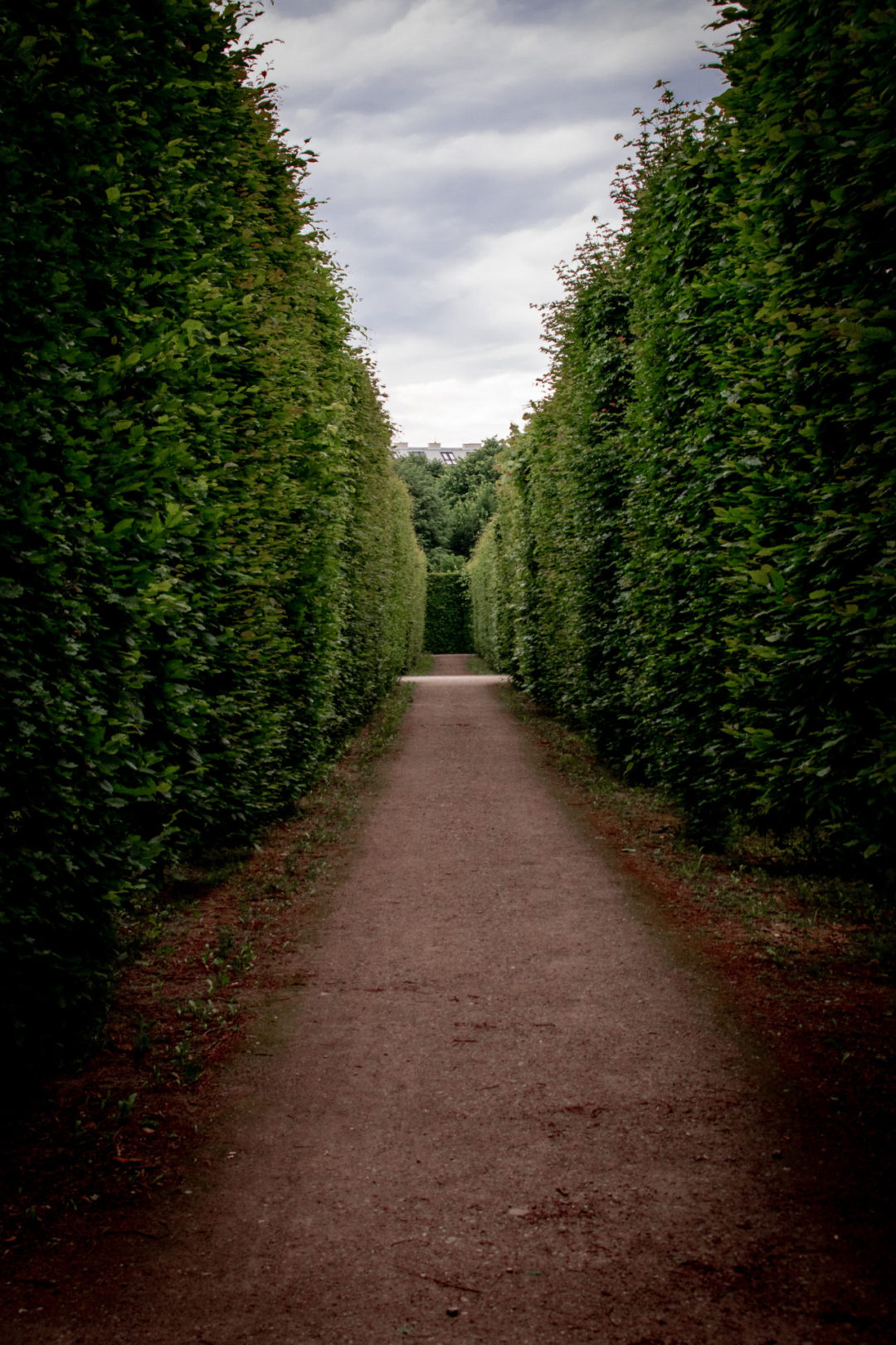 Tall and Empty Hedge Maze inside the Schönbrunn Palace Gardens in Vienna, Austria