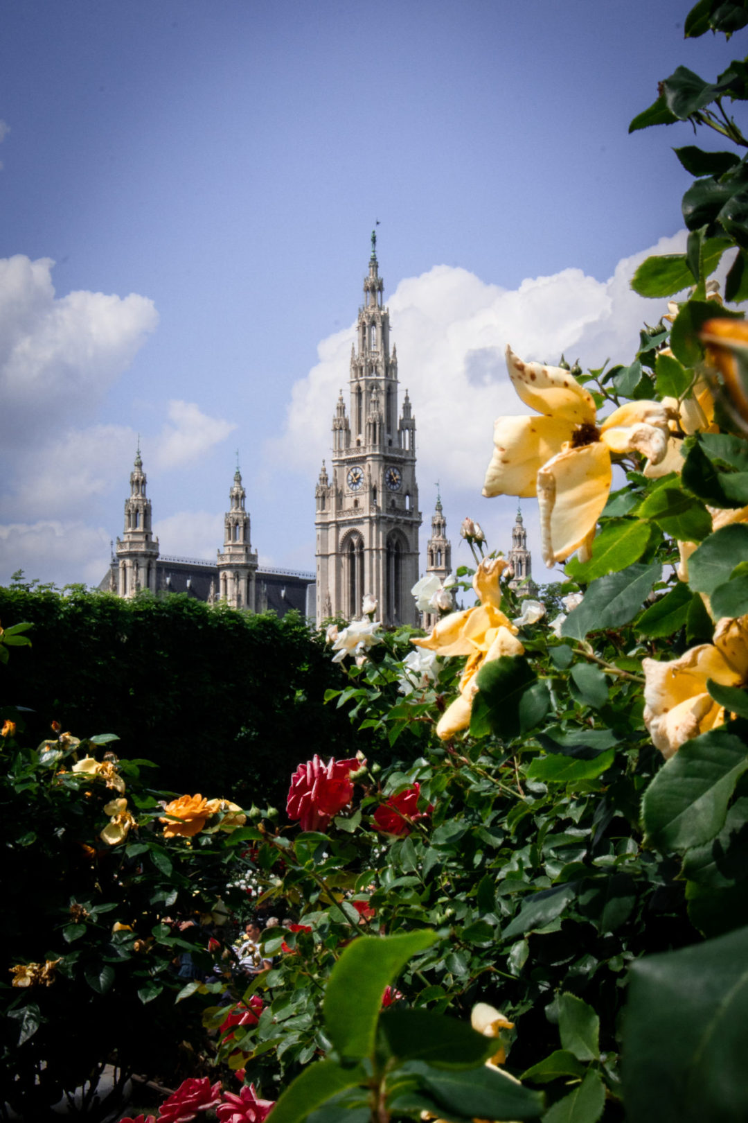 Vienna Travel Guide: Bushes with Pink Roses and Yellow Flowers in front of Vienna's Rathaus in Austria