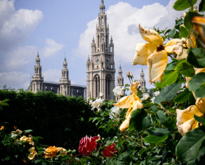 Pink roses and yellow flowers in front of a far off view of the top of Vienna's Rathaus in Austria