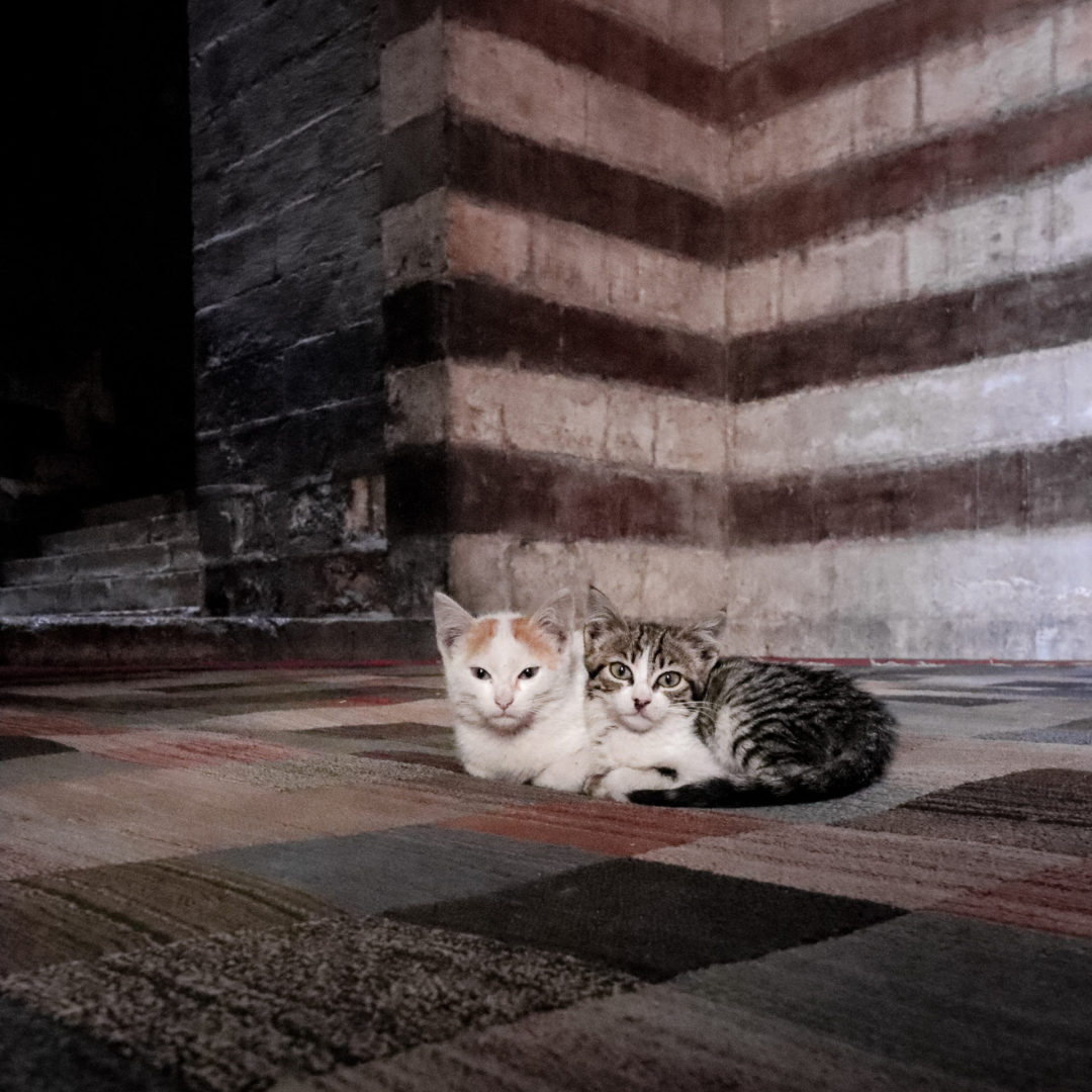 Two kittens cuddling on the checkerboard carpet inside the Mosque-Madrassa of Sultan Hassan - one of the must-see Cairo mosques