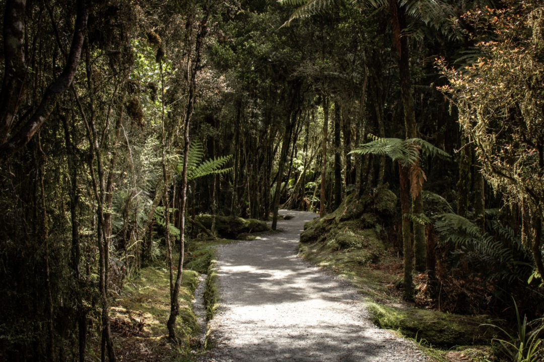 Visiting New Zealand: The sun shines through through a tunnel of thick, dark green New Zealand bush and onto a light pebbled hiking path on New Zealand's South Island