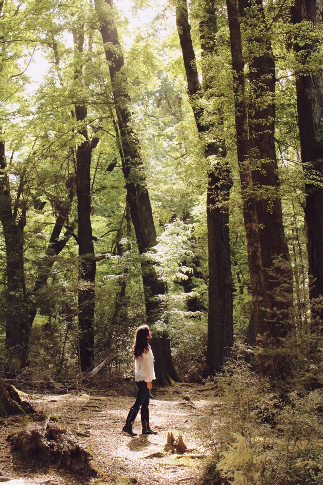 Visiting New Zealand: Travel Blogger, Jordan Gassner, looking up at the light piercing through the the trees on location where Peter Jackson shot scenes for the Elvish City, Lothlorien, for The Lord of the Rings: Fellowship of the Ring