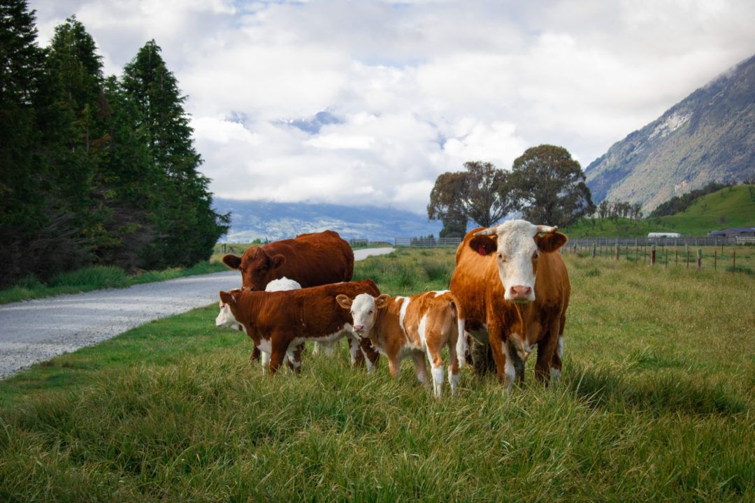 Visiting New Zealand: A heard of baby cows standing near their mother next to a road in Paradise, New Zealand