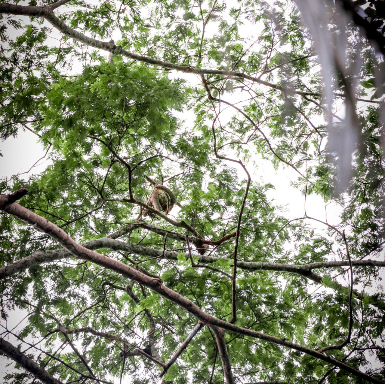 A sloth in the rainforest canopy near Inkaterra Resort in Puerto Maldonado of the Peruvian Amazon