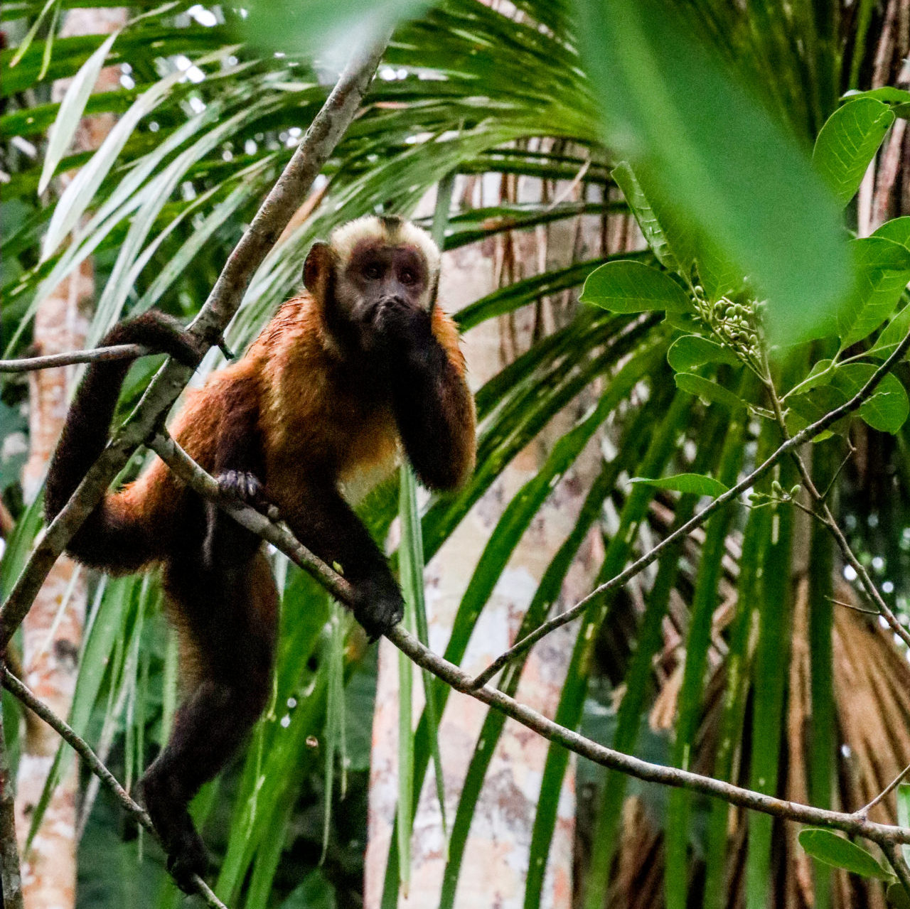 A capuchin monkey eating from the treetops at Lake Sandoval in Puerto Maldonado, Peru, The Amazon Rainforest