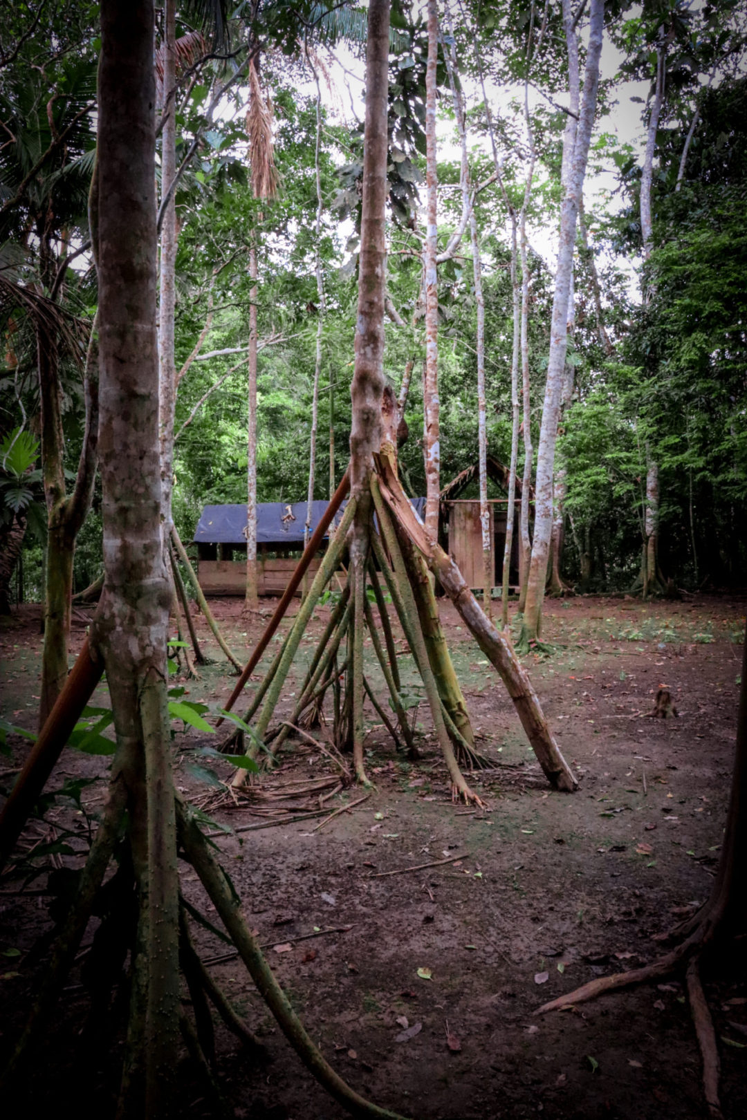 The small cluster of Amazonian walking trees at the Gamitana Model Farm in the Amazon Rainforest near Puerto Maldonado