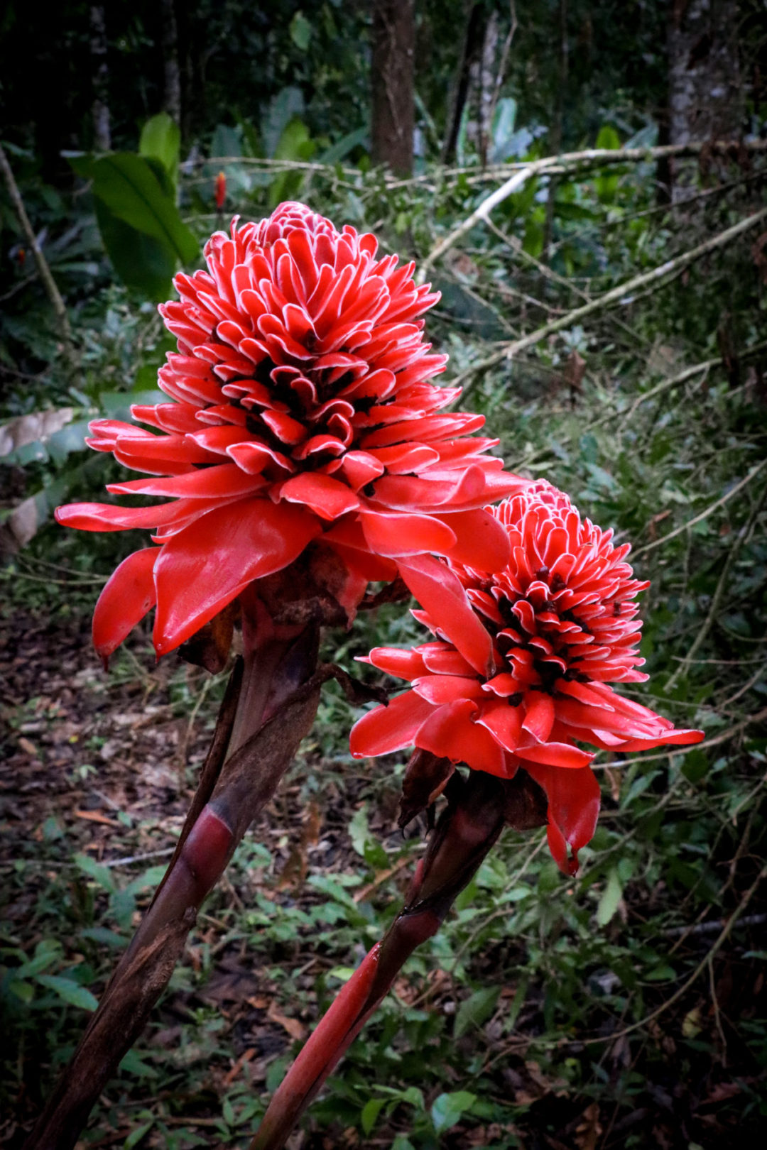 A wild flower at the Gamitana Model Farm near Puerto Maldonado in the Peruvian Amazon