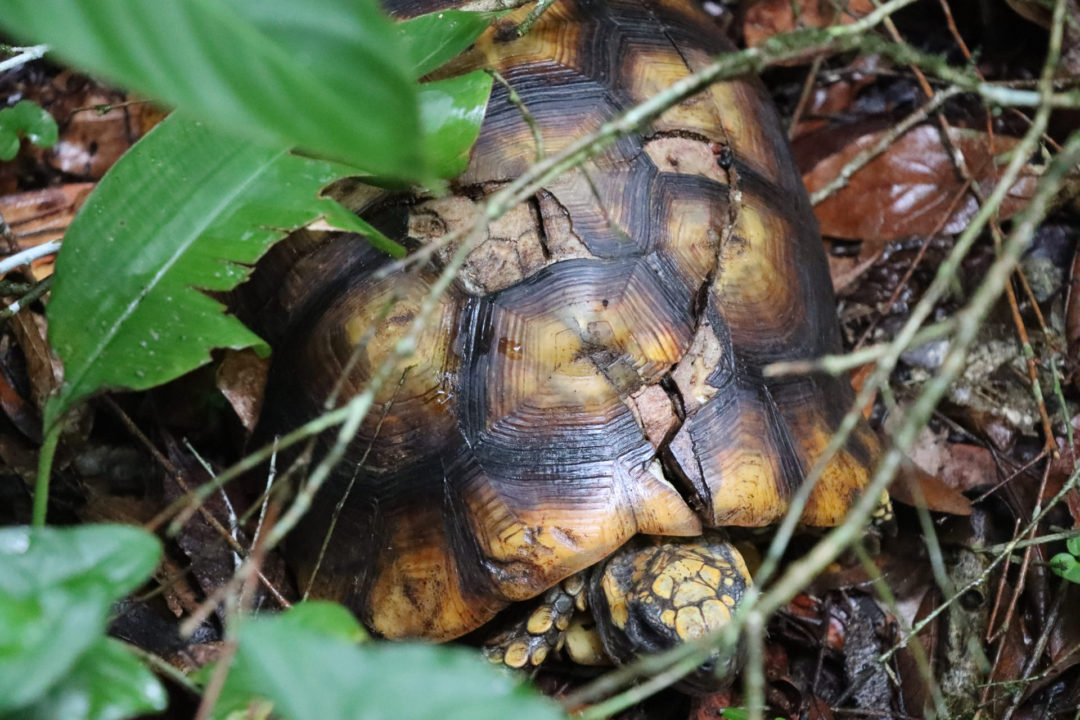 A wild turtle with a cracked shell in Puerto Maldonado in the Amazon