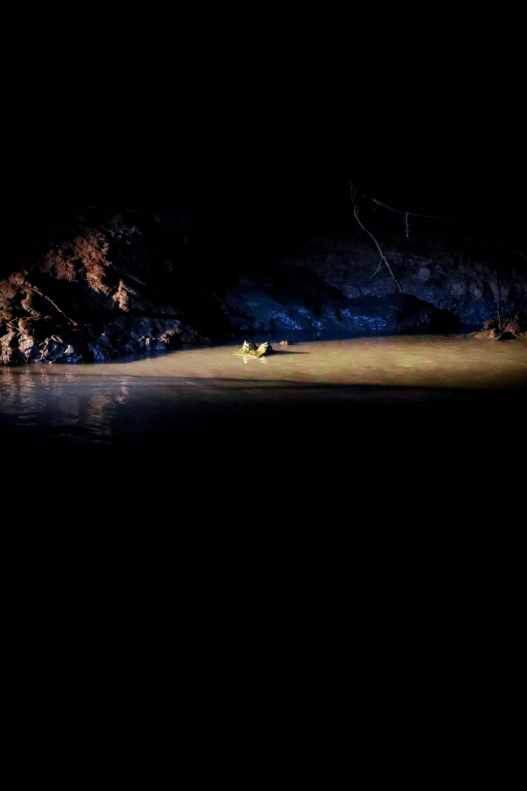 A wild caiman's eyes spotted at night in the Madre De Dios River in the Peruvian Amazon near Puerto Maldonado