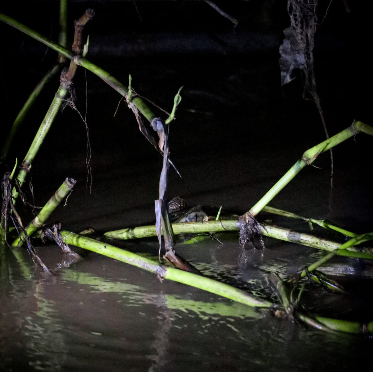 A wild caiman's hiding in the river reeds at night in the Madre De Dios River in the Peruvian Amazon near Puerto Maldonado