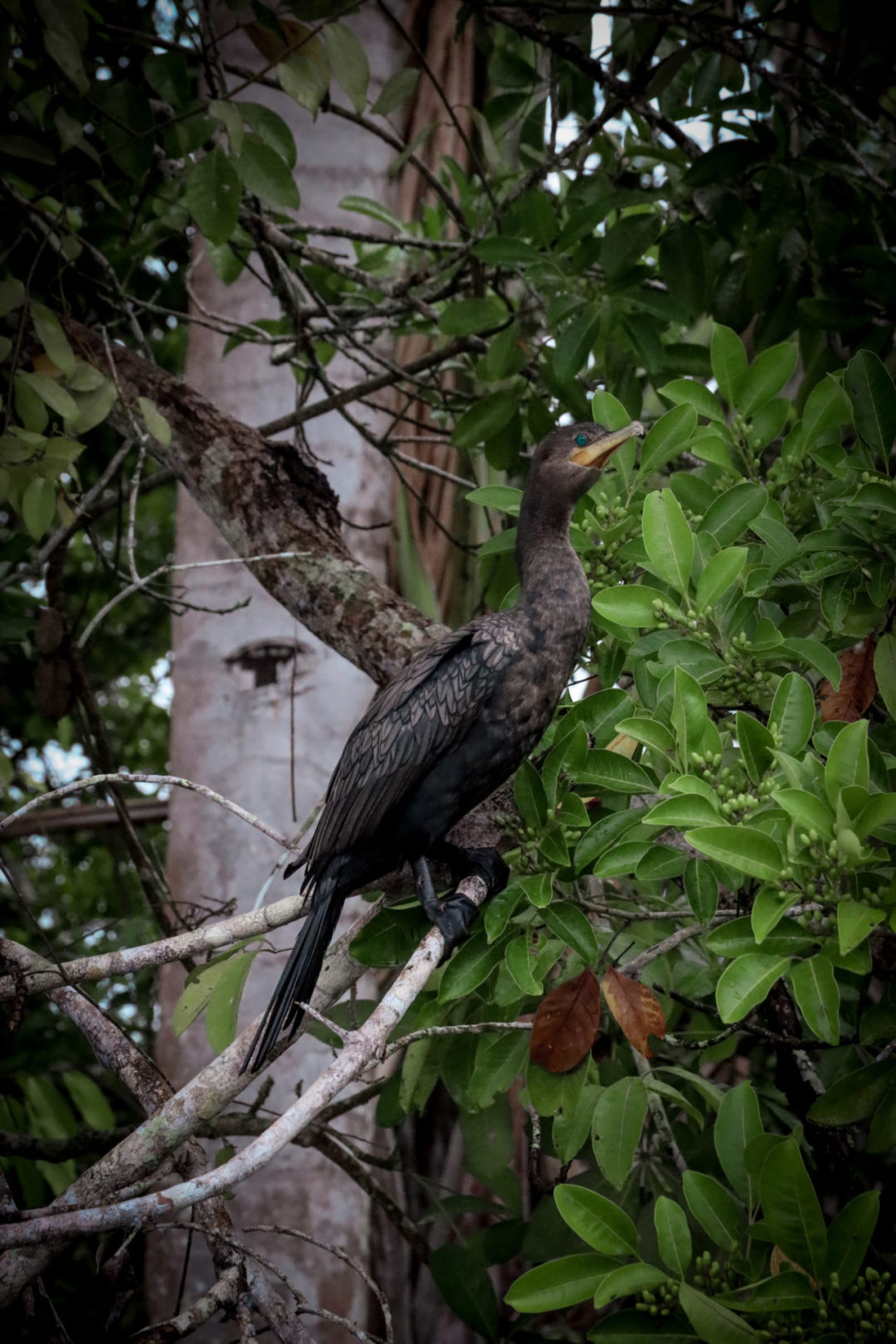 Blue Eyed bird perched from a tree along Lake Sandoval, Peru, The Amazon Rainforest