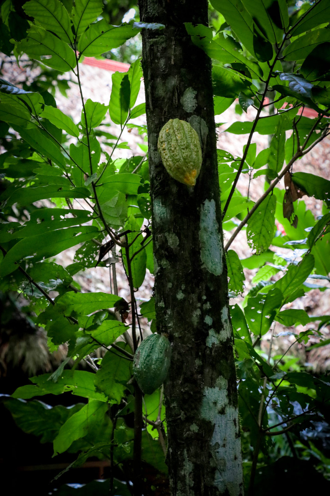 An unripe cacao plant hanging from a tree in the Amazon rainforest near Puerto Maldonado