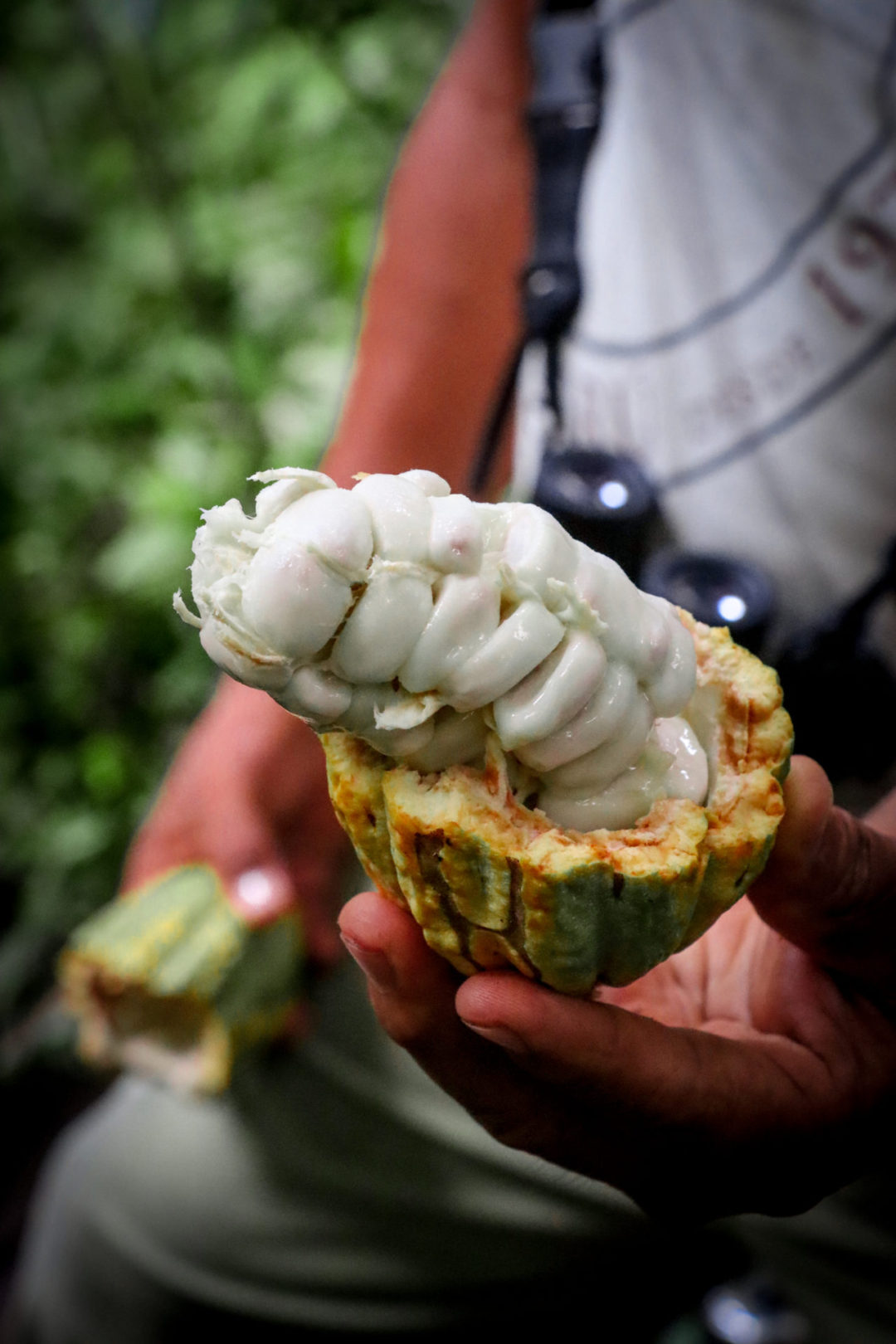 An Inkaterra Reserva Amazonica tour guide holding a half opened cacao plant in the Peruvian Amazon near Puerto Maldonado