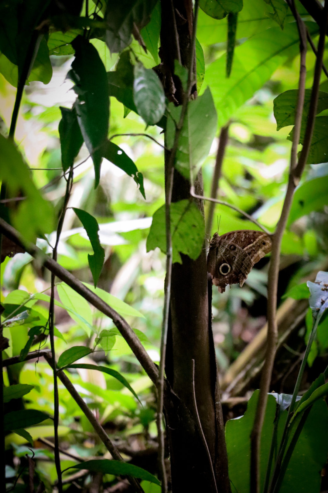 Wild Butterfly Perched on a Tree near Inkaterra Reserva Amazonica in Puerto Maldonado, Peru, the Amazon