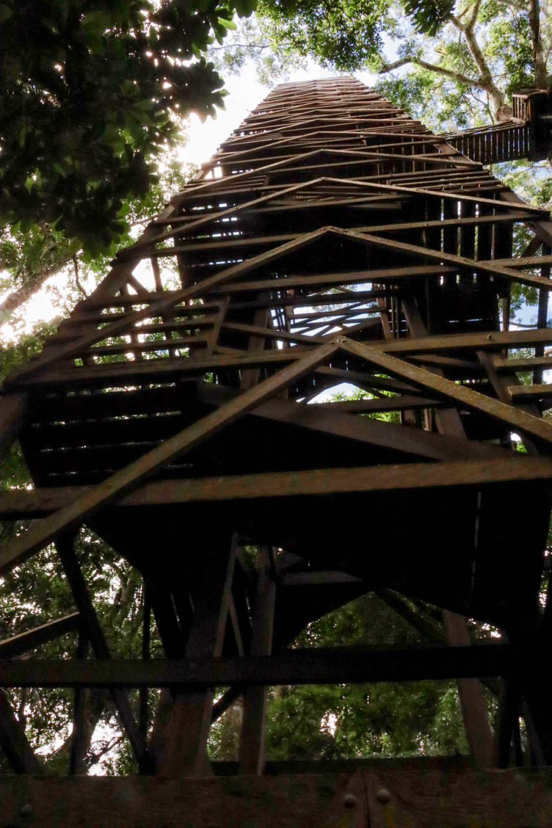 Extreme high angle of one of Inkaterra Reserva Amazonica's Canopy Walk Structures in the Peruvian Amazon