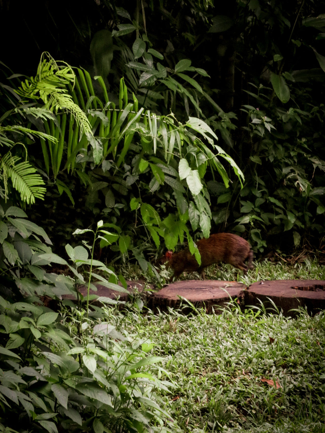 A wild capybara spotted along a wooden path near Inkaterra Reserva Amazonica in Puerto Maldonado, Peru
