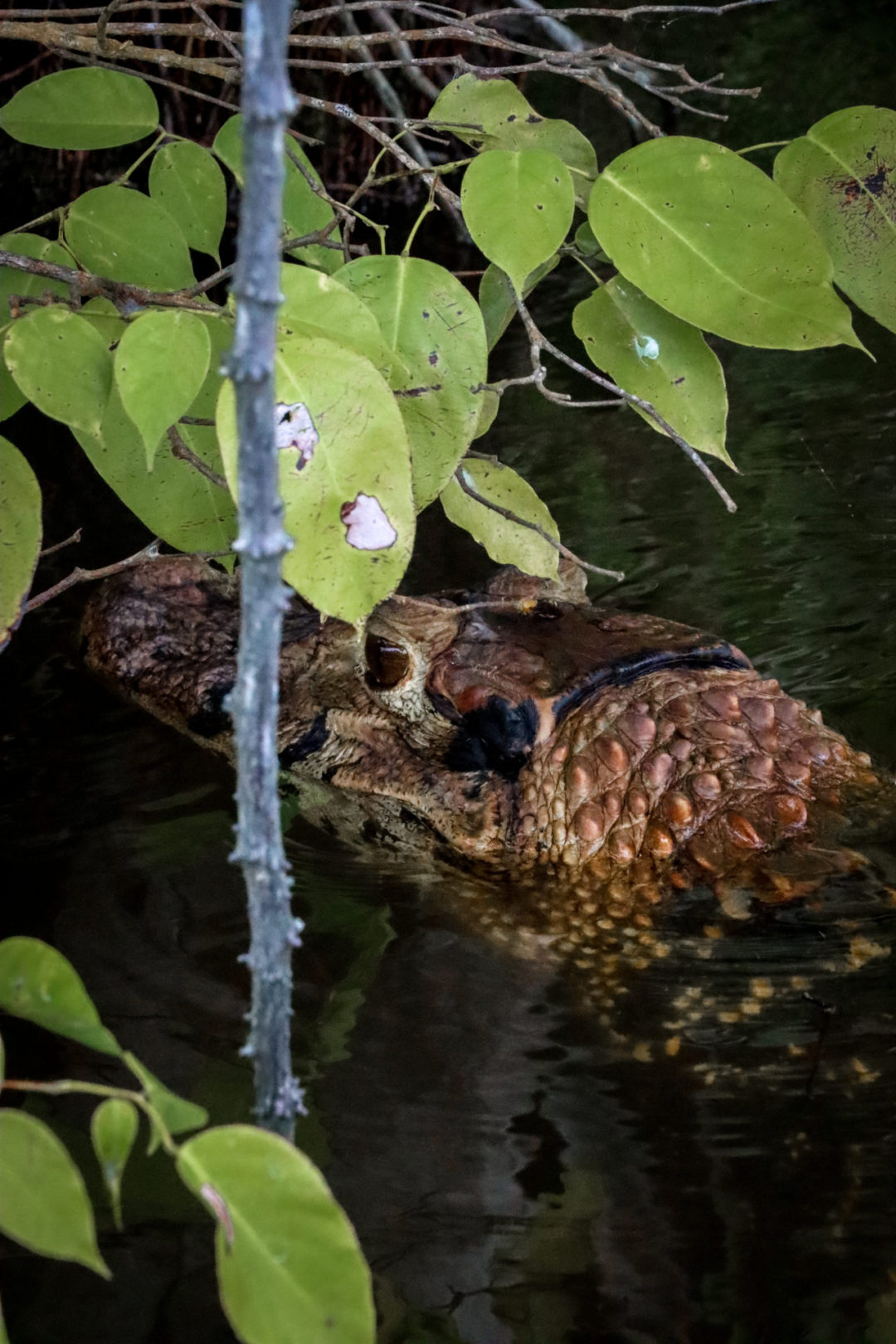 A wild caiman hiding beneath some leaves hanging over the water at Lake Sandoval in the Peruvian Amazon