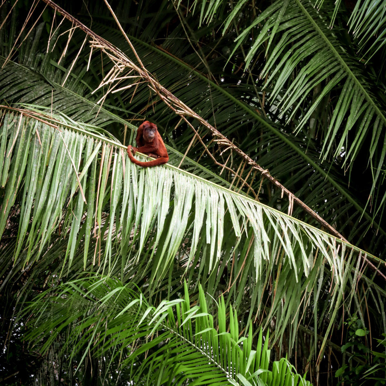 A howler monkey protecting his territory near Inkaterra Reserva Amazonica in the Amazon, Puerto Maldonado, Peru