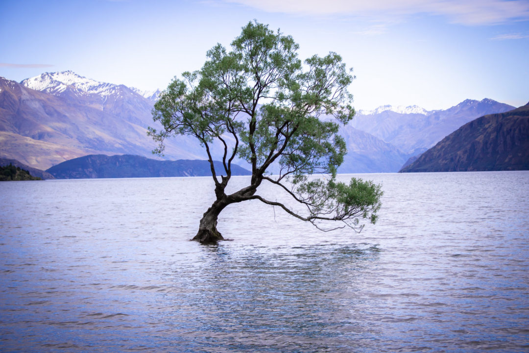 Visit New Zealand: The lone and famous Wanaka Tree: a willow tree that sits and grows in the southern edge of Lake Wanaka in the Otago region of New Zealand