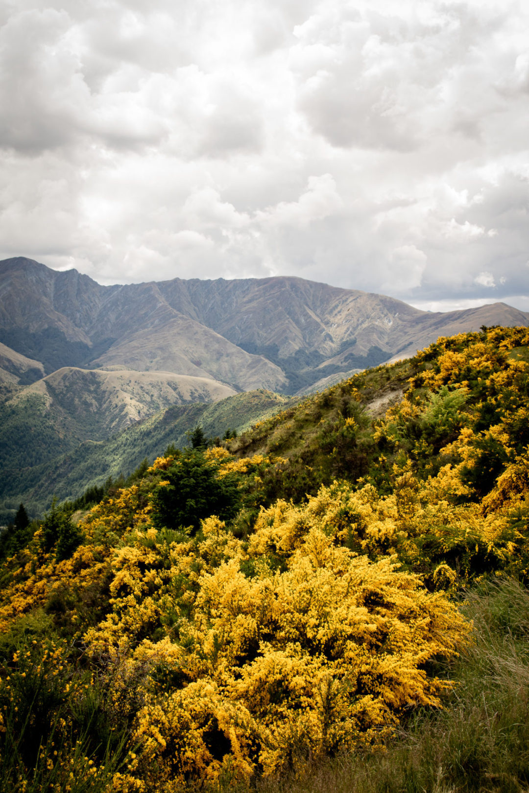 Visiting New Zealand: Golden Autumn Foilage along a mountainside on the South Island near Queenstown, New Zealand