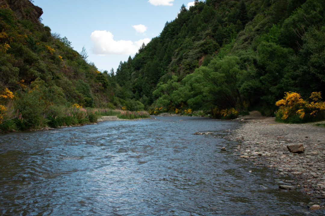 Blue-brown water of the Arrow River near Arrowtown, New Zealand is surrounded on both sides with lush green mountain landscape and hints of golden fall color