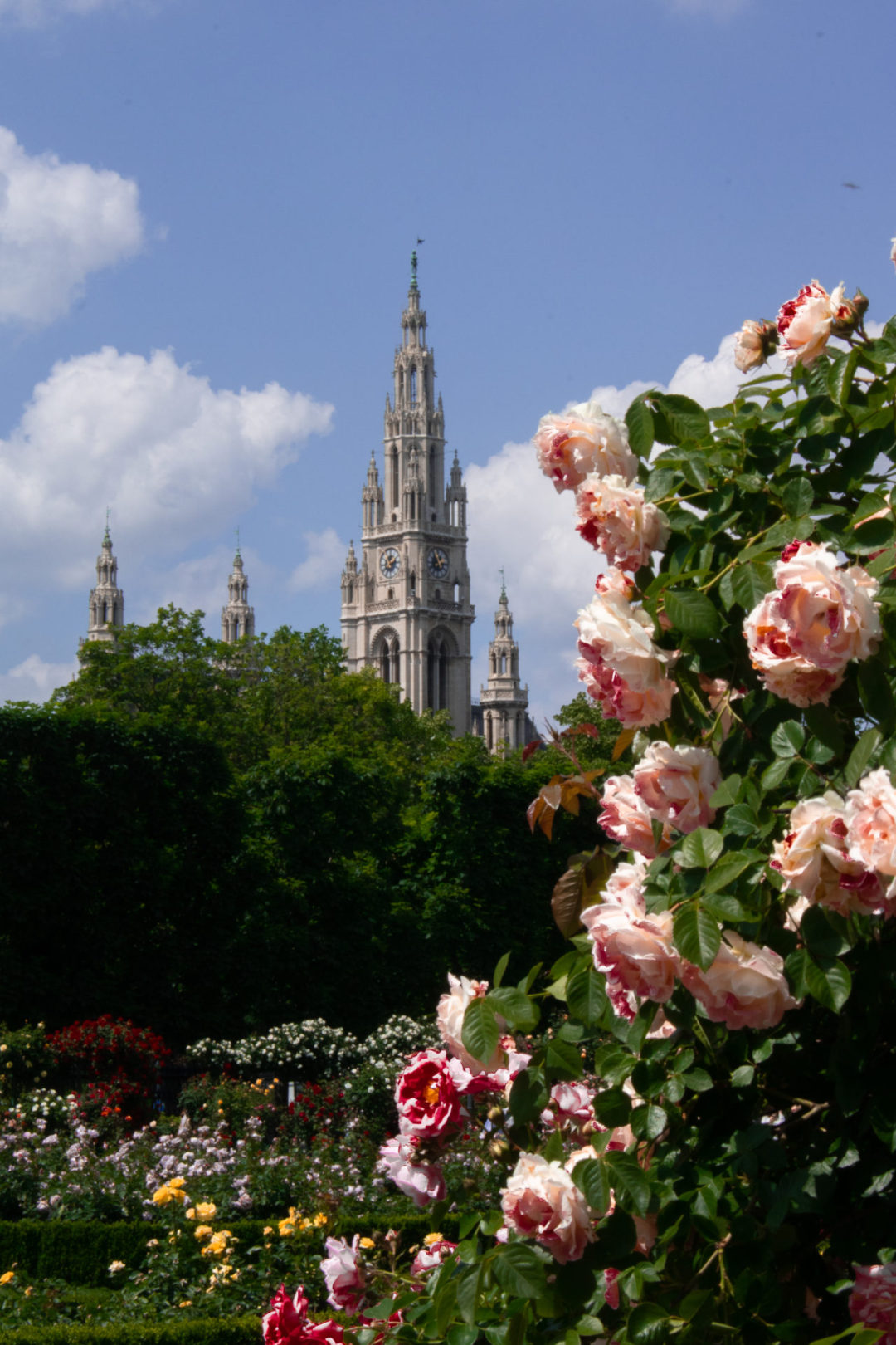 Vienna Travel Guide: Bushes with Pink Roses sit in Vienna's Volksgarten with a view of the famous Rathaus building in the distance