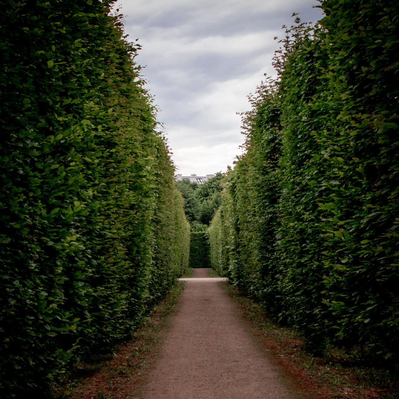 Vienna Travel Guide: An empty pathway in a garden hedge maze at Vienna's Schönbrunn Palace Gardens