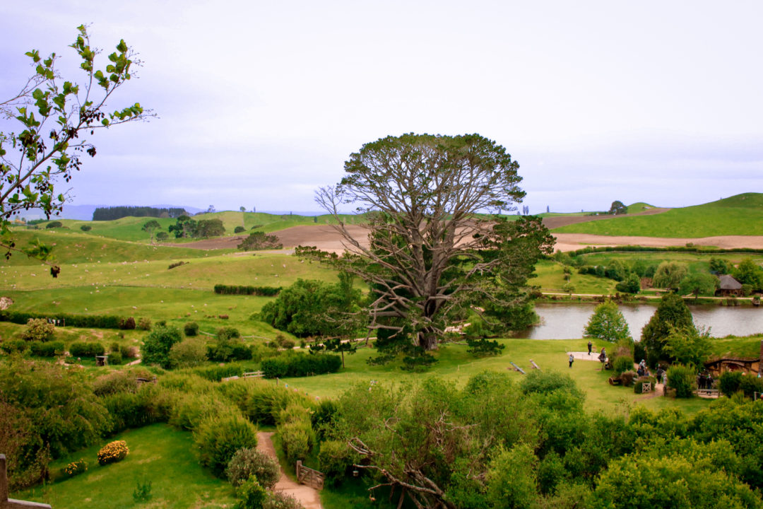 The Party Tree sitting in the middle of the Party Field in Hobbiton New Zealand