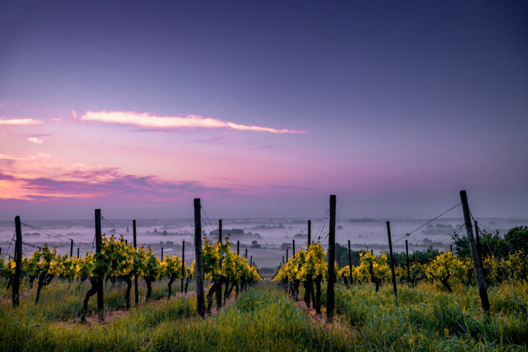 Rows of green and yellow vineyards under a blue-ish purple sky near Healdsburg in California's wine country