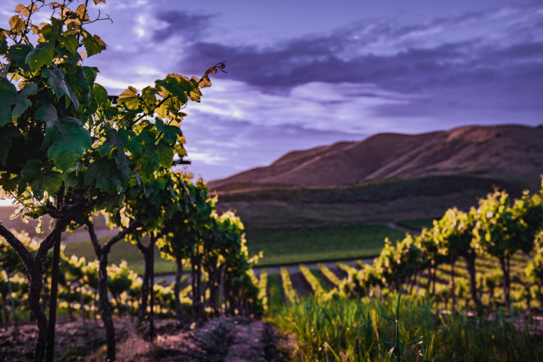 Rows of green-yellow vineyards dotting the hills of Sonoma and under a blue-purple clouded sky