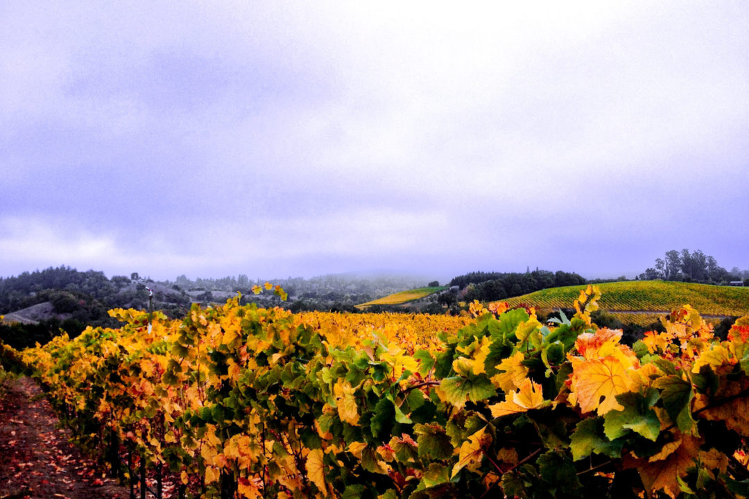 Yellow and golden leaves on grape vines under a cloudy blue-purple sky in Sonoma County, California