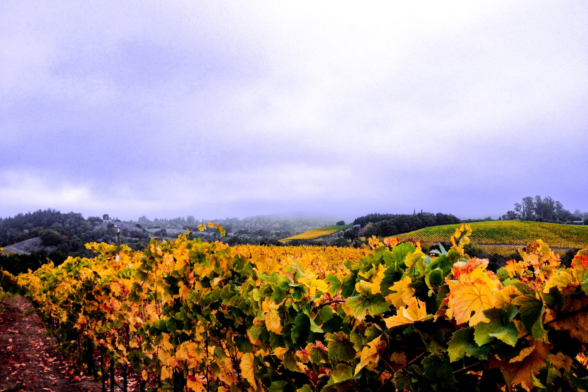 Yellow and golden leaves on grape vines under a cloudy blue-purple sky in Sonoma County, California