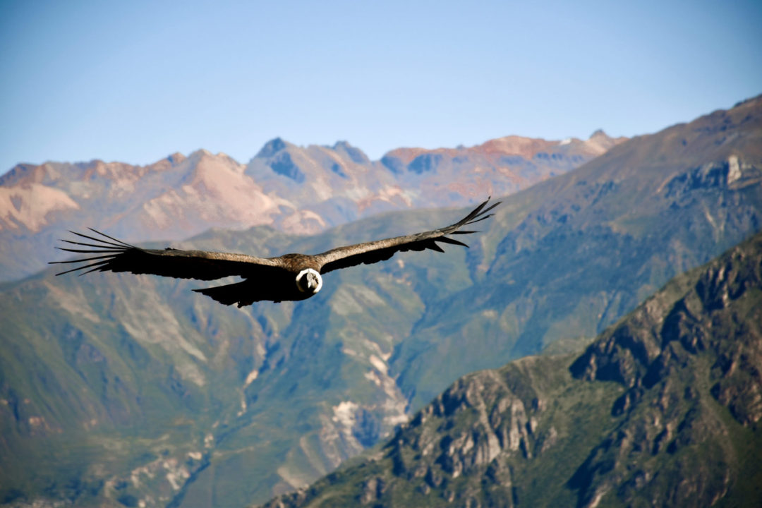 A condor flying over Colca Canyon near Arequipa, Peru, the second deepest canyon in the world