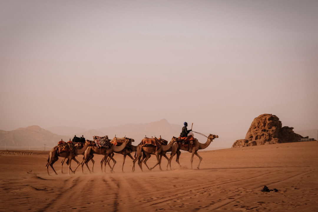 A herd of camels being led through the desert sands in Morocco