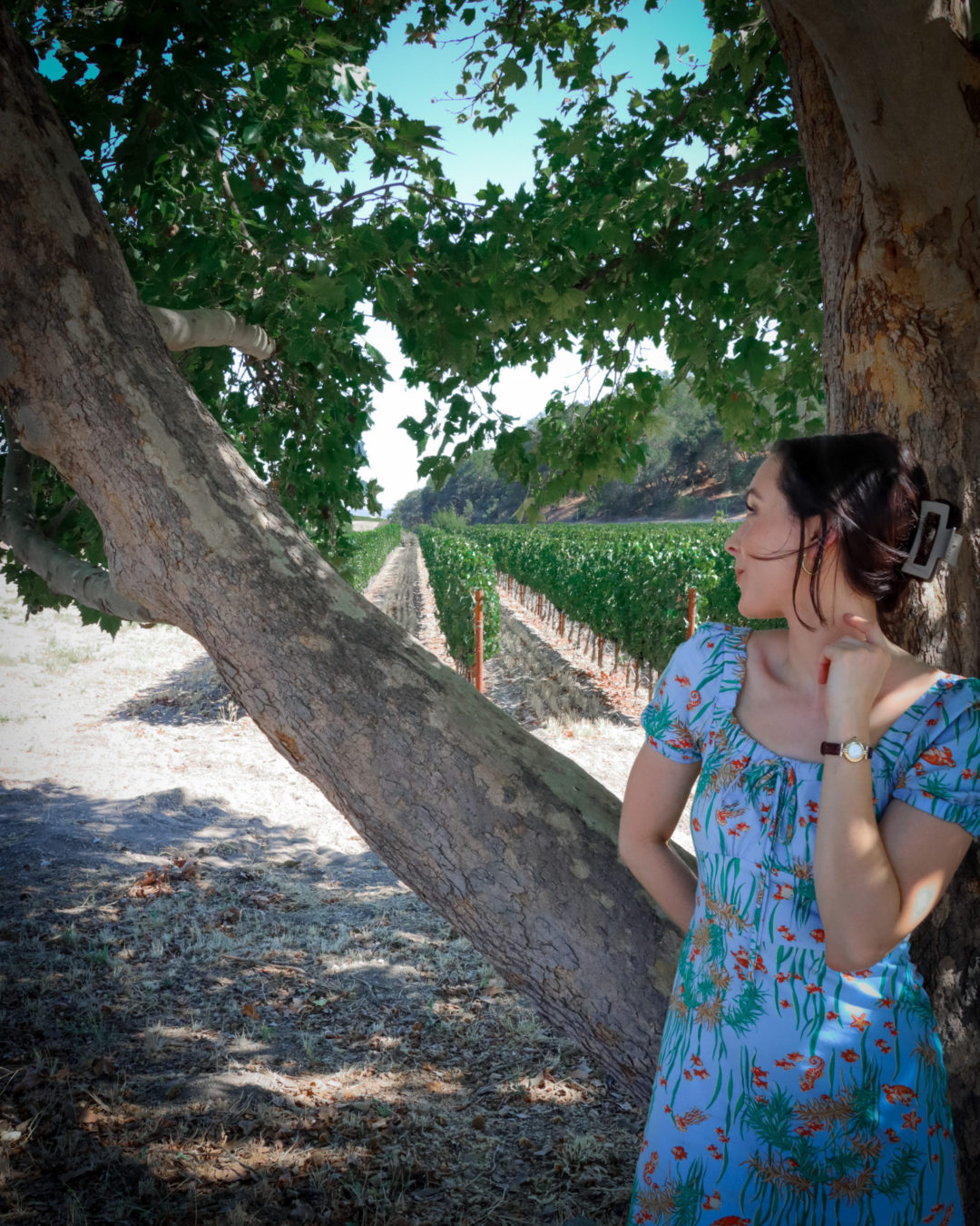 Travel Blogger Jordan Gassner leaning against a tree and looking back toward the L'Aventure Winery vineyards in Paso Robles, California