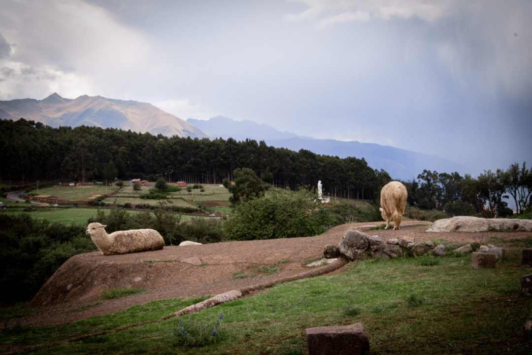 Two alpaca relaxing on the ruins of Sacsayhuamán with the the Statue of Christ in the background above Cusco, Peru