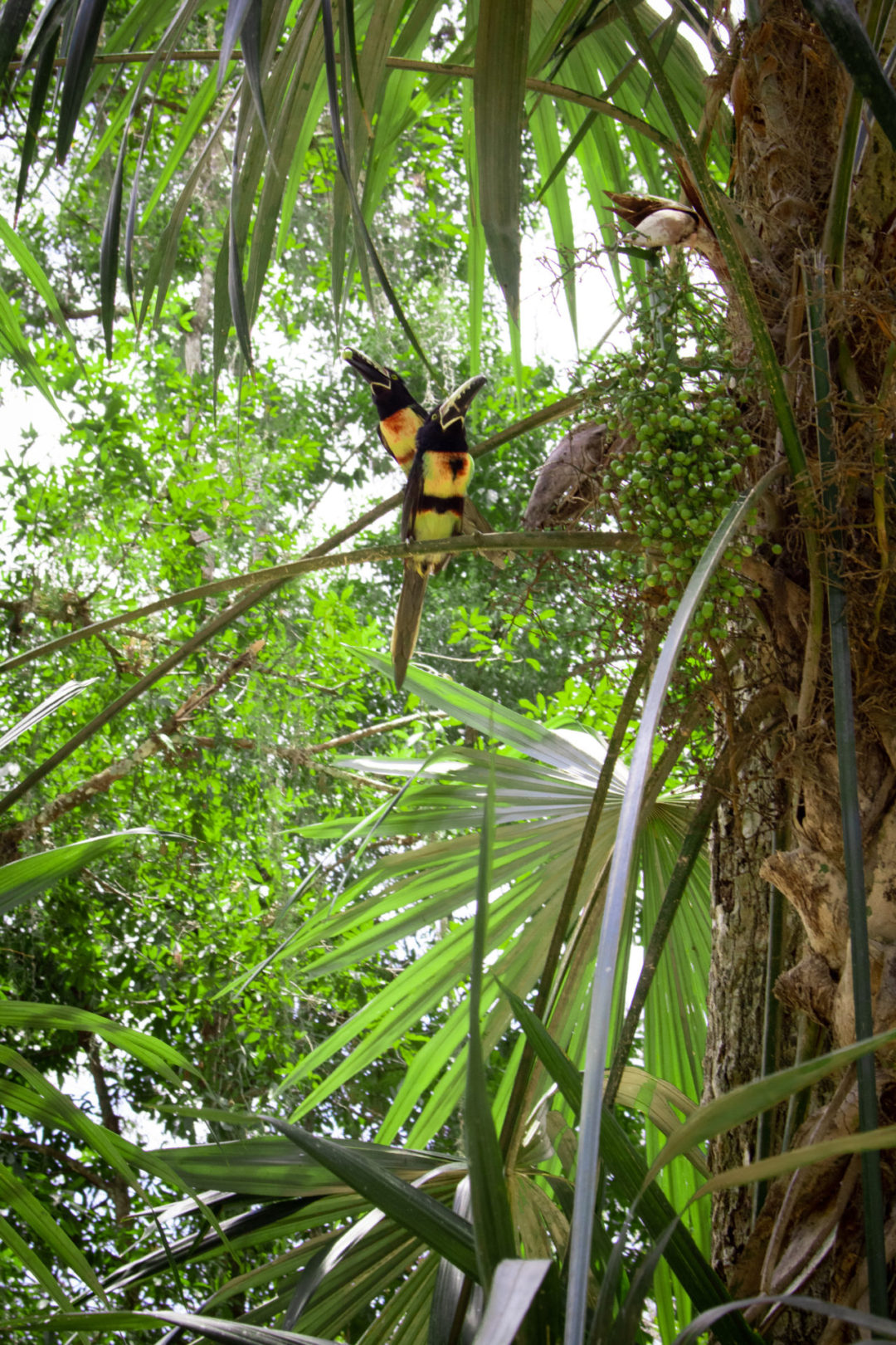 Two Pale-Billed Woodpeckers eating fruit from a tree inside Tikal in Guatemala