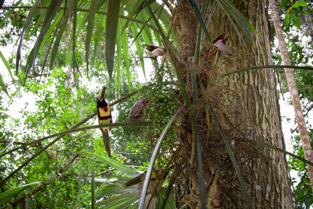 A Pale-Billed Woodpecker sitting on a treebranch inside Tikal in Guatemala