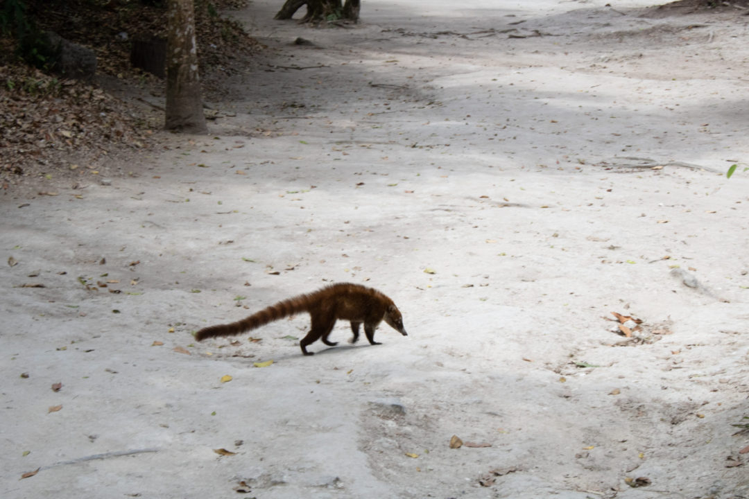 A racoon-like Coatis walking around in Tikal National Park