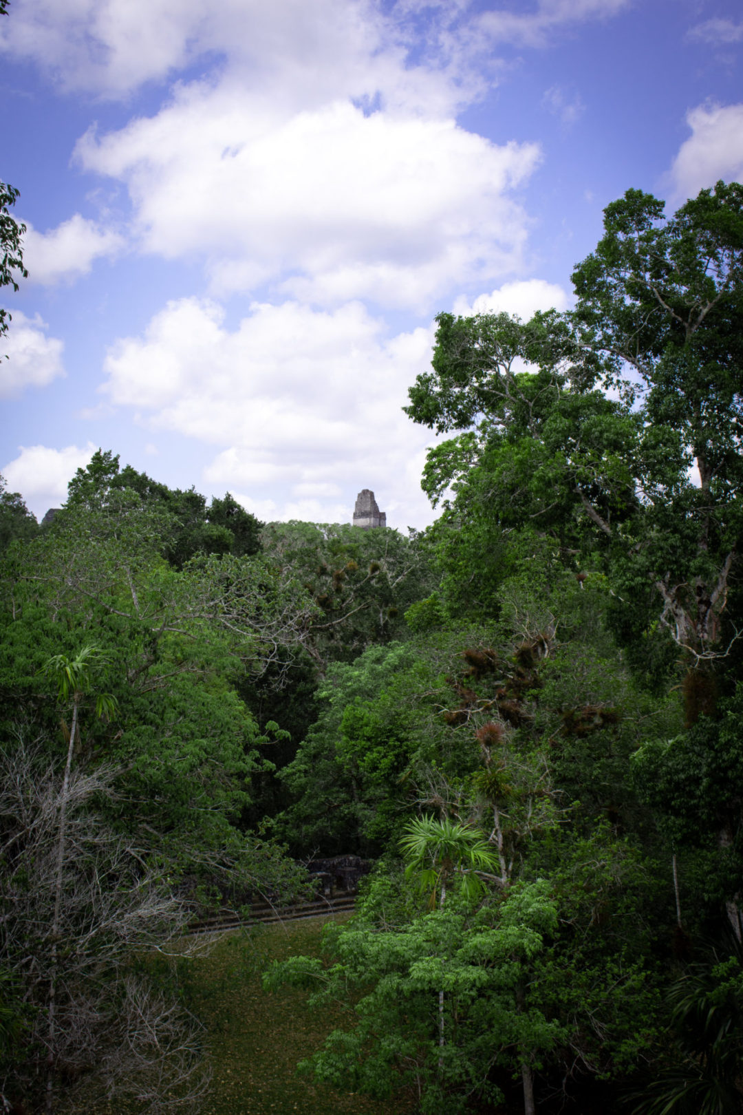 One far away Mayan structure peeking out from above the canopy of trees in Tikal National Park in Guatemala