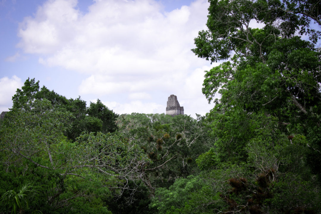 One Mayan pyramid standing strong above the rainforest canopy in Tikal, Guatemala