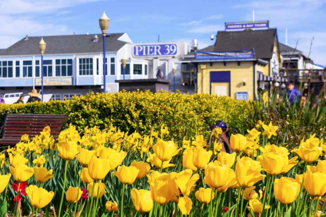 Yellow tulips near a bench in front of San Francisco Pier 39
