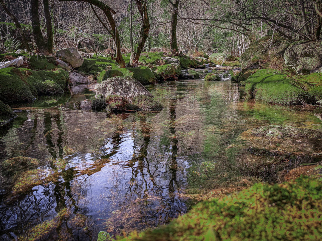 A group of trees, rocks with moss and a pond inside Portugal's Parque Nacional Peneda-Gerês