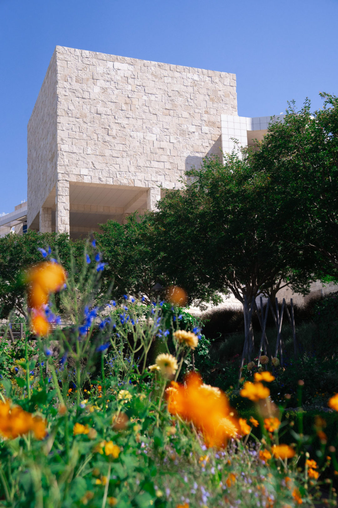A mix of orange, yellow and violet flowers at the bottom of a hill looking up to one of the modern, cream buildings making up The Getty Center