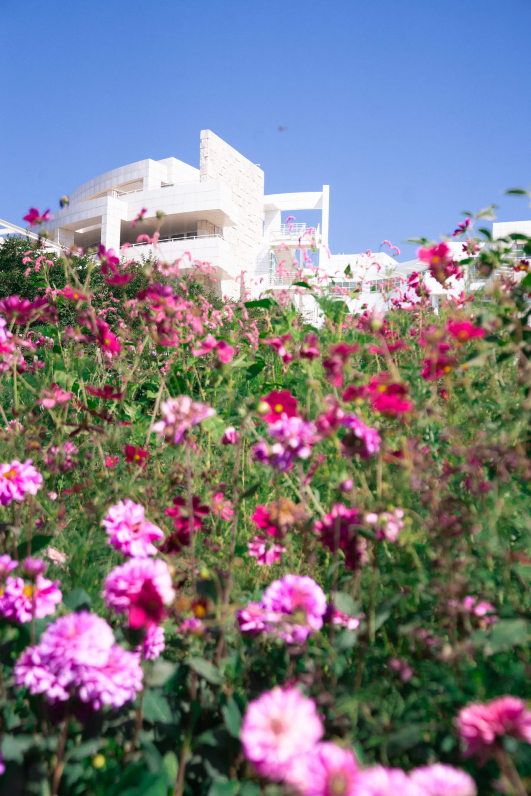 A mix of light purple and hot pink flowers at the bottom of a hill looking up to one of the modern, cream buildings making up The Getty Center