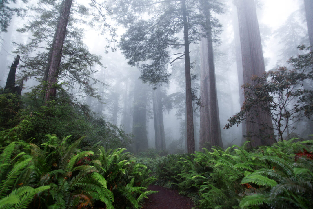 Lush ferns and towering trees inside Redwood National and State Parks blanketed in fog