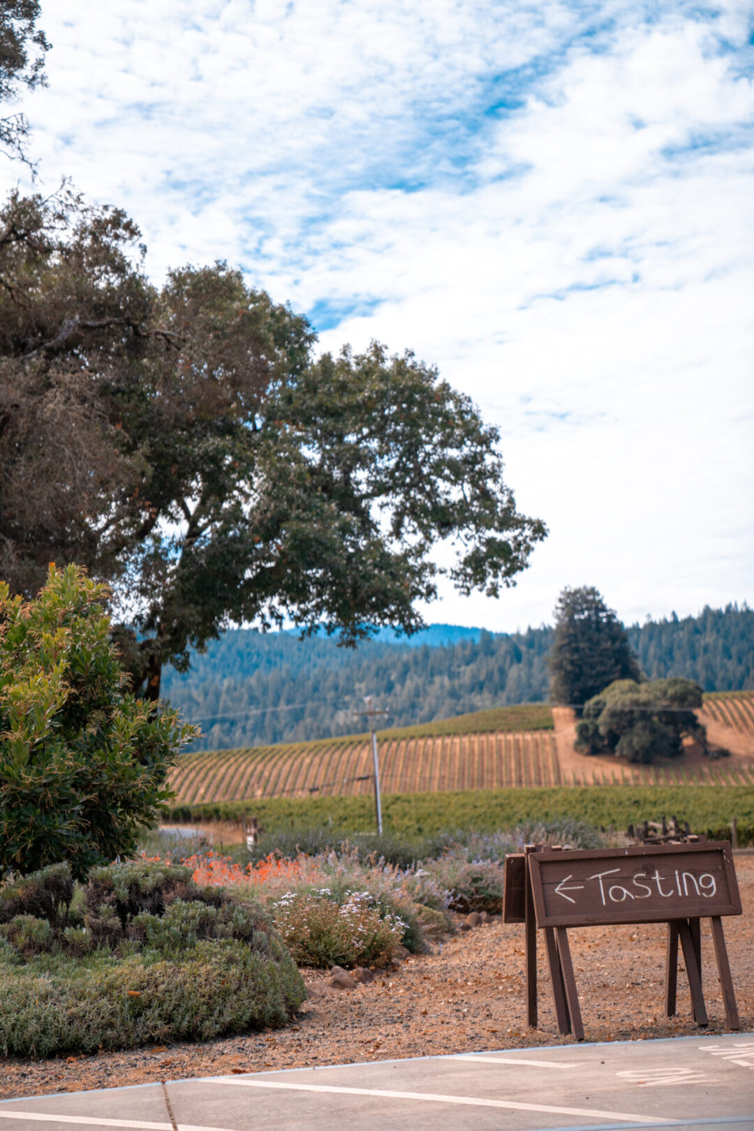 A fold-up wood sign reading "Tasting" with an arrow near a parking lot by a vineyard in Philo, California