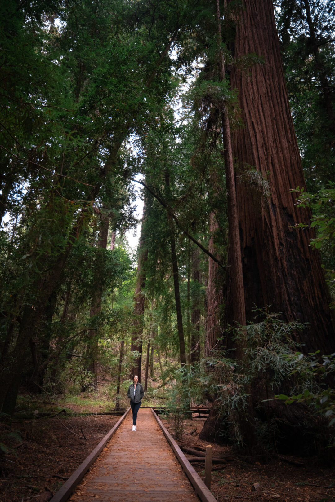 Travel Blogger Jordan Gassner walking amongst giant redwood trees in Hendy Woods State Park in Mendocino County, California