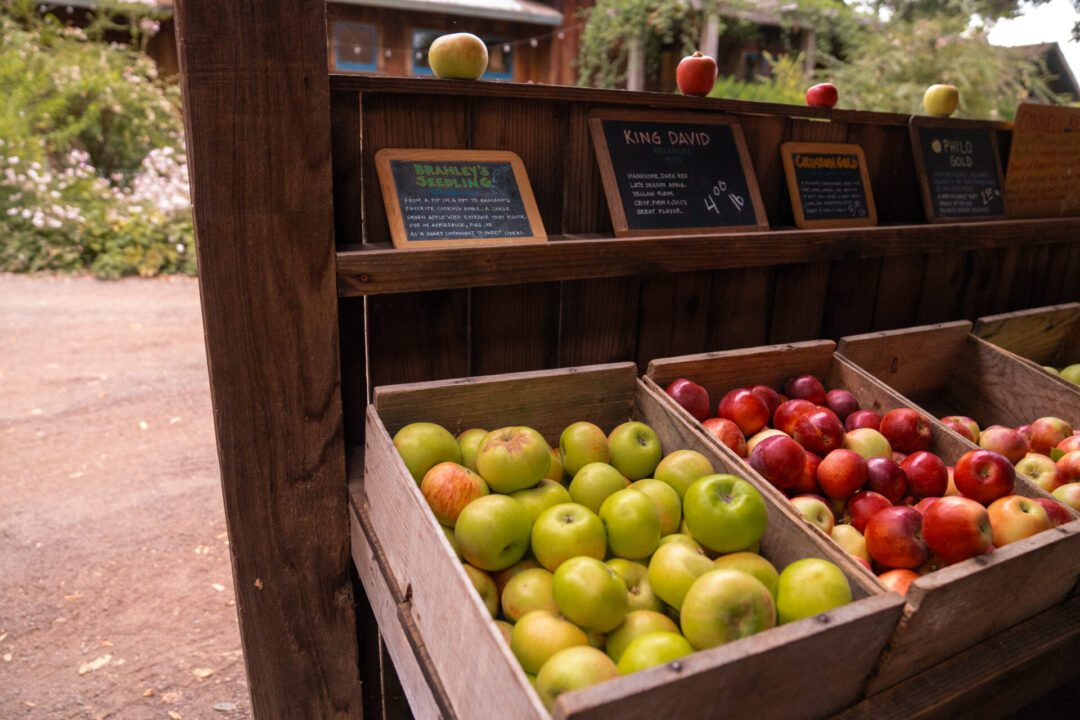 A row of wooden boxes full of apples at Philo Apple Farm in Northern California's Anderson Valley