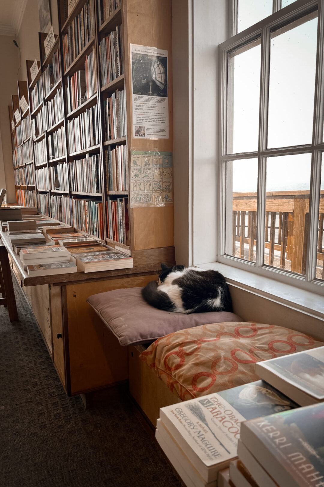 Mendocino Travel Guide: A cat sleeping on a pillow inside Gallery Bookshop in Mendocino, California
